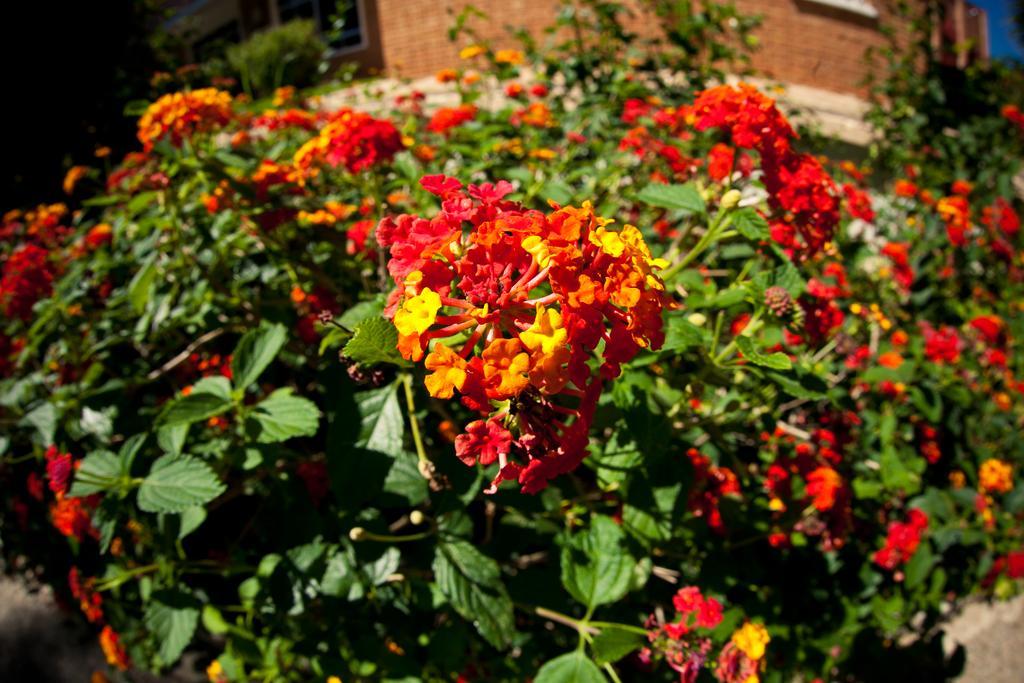 Готель Lantana Garden Pilas Екстер'єр фото